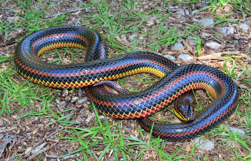 Florida Panhandle Snakes – Debbie Roney Smith, REALTOR®